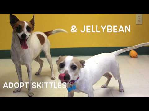 Skittles: Adopted!, an adopted Jack Russell Terrier & Rat Terrier Mix in Kansas City, KS_image-1