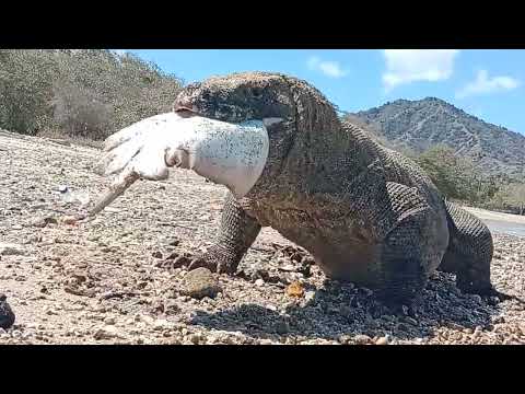 Komodo dragon eats stingray straid on the beach