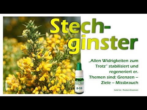 Stechginster B 59. Allen Widrigkeiten zum Trotz“ stabilisiert und regeneriert er.