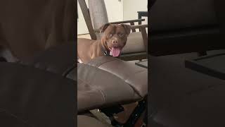 I wonder how much King weigh now ❤️🐾🐶 #puppy #funny #pitbull