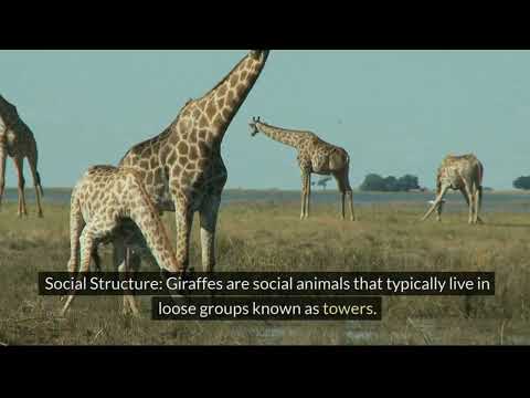 "The Graceful Giants: Exploring the World of Giraffes"
