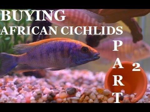 GUIDE TO BUYING AFRICAN CICHLIDS Part 2 Presented by KGTropicals