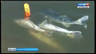 Рыбалка на кигаче у николая