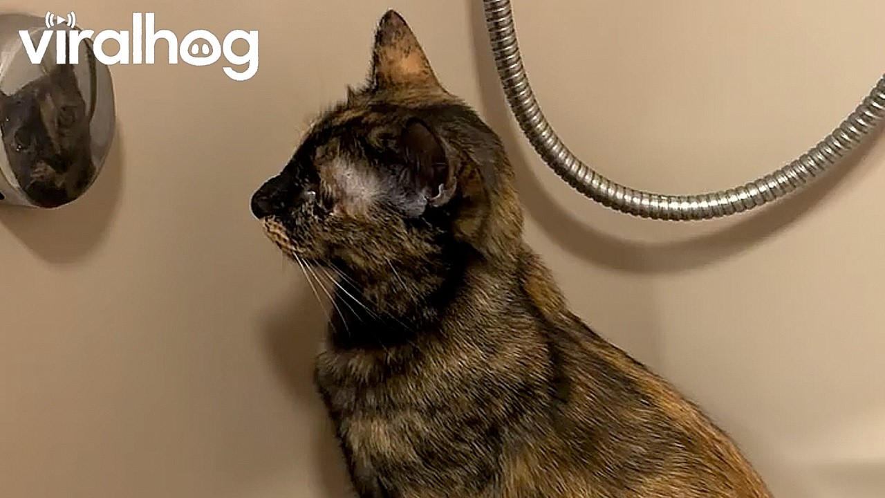 Cat Caught Checking Herself Out in the Mirror || ViralHog