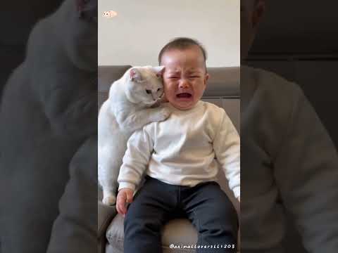 Cat helps their owner do a lot #cats #foryou #clevercats #petsoftiktok #funnycats #fyp #pet