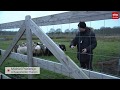 Wolf weren of schapen weghalen? Komst wolf zorgt voor dilemma's