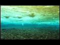 Seastars And Brinicles