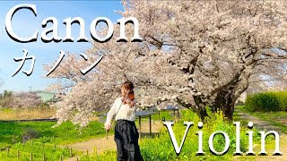 Download lagu 【バイオリン】カノン/パッヘルベル(Pachelbel’s Canon in D violin)青のオーケストラ mp3