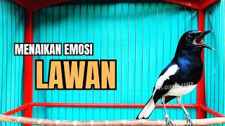 Download lagu PANCINGAN KACER TERBAIK bikin Semua Jenis Kacer LANGSUNG KONSLET, Terapi Kacer Agar GACOR NGEPLONG mp3 Download lagu PANCINGAN KACER TERBAIK bikin Semua Jenis Kacer LANGSUNG KONSLET, Terapi Kacer Agar GACOR NGEPLONG mp3
