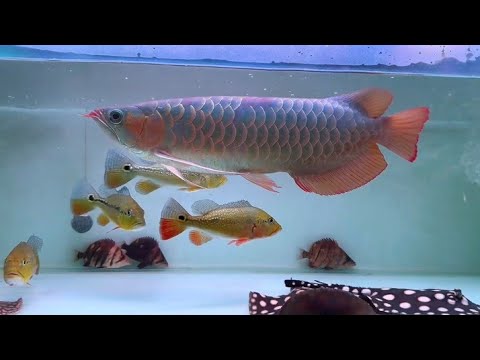 Big Tank Big Arowana ultimate tank size guide