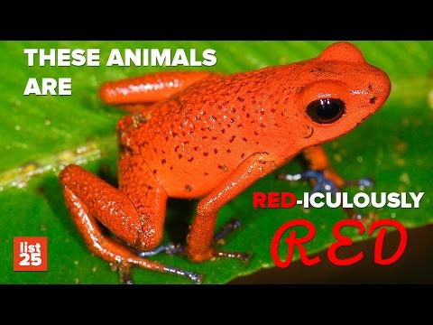 25 AMAZING Red Animals You Need To See To Believe