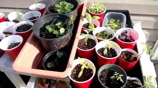 A look at my started garden plants