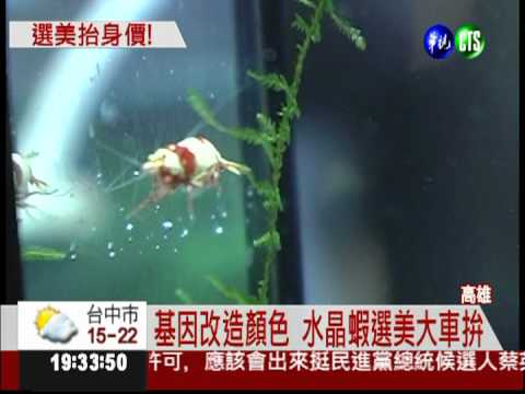 長度不到2公分!水晶蝦選美互尬