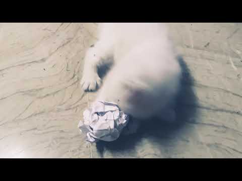 Persian cat playing with paper ball