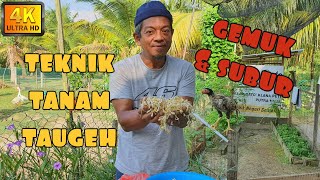 Download lagu ✅ PENGHASILAN TAUGEH GRED A MENGGUNAKAN PERKAKAS DARI DAPUR mp3