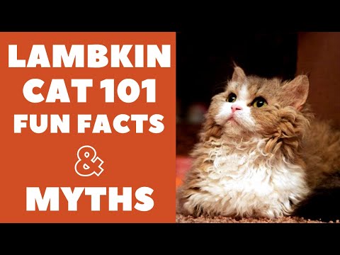 Lambkin Cats 101 : Fun Facts & Myths