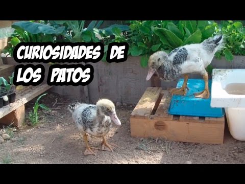 , title : '7 Curiosidades sobre los Patos | La Huerta de Ivan 🔝'
