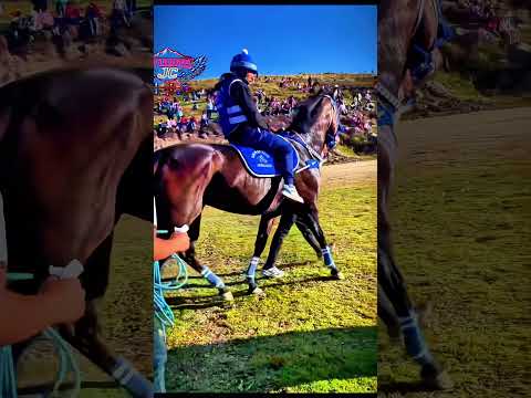 hermoso ejemplar zósimo Enríquez en pomavilca acobamba huancavelica 2026