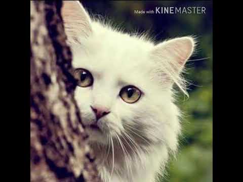 Cats sing an amazing and beautiful song, Despacito 720p