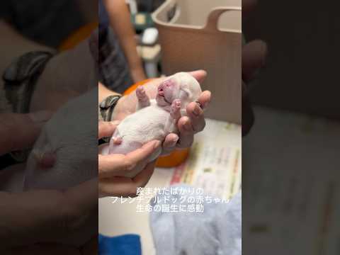 赤ちゃんを犬に正しく紹介しましょう