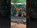 Tiger In Safari Park Forest Jungle 2023 Viral Shortsvideo Gujjuinhongkong Animal Lion Gujju