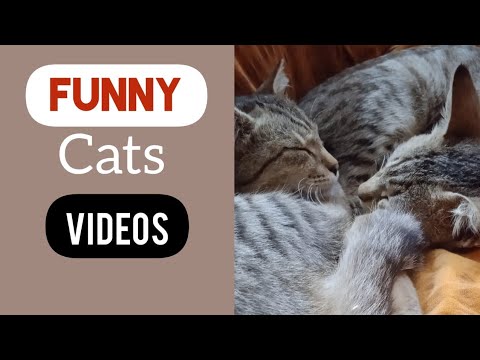 Cats sleeping #shorts #catvideos #MrPrasoon