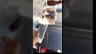 Cute Kitten ..😻🥰 #shortsfeed #shorts #kittens #cute #catvideos