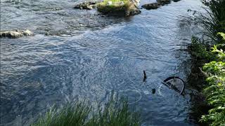 Apology Song (The Decemberists cover)