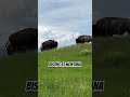 BISONS AT THE BISON RANGE MONTANA USA #vacation