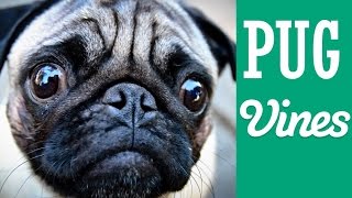 *NEW* Funny Pug Vines Compilation NOVEMBRE 2015