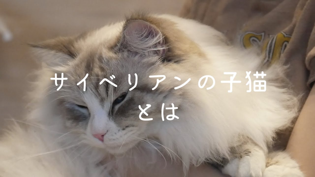 【猫】サイベリアンの成長速度がすごすぎてかわいい。