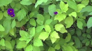 Nature - OMIYA Mychael Danna