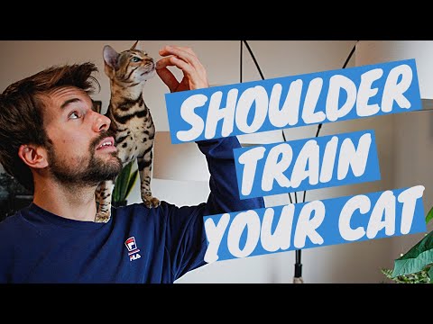 How to TRAIN A CAT TO SIT ON YOUR SHOULDER using clicker training