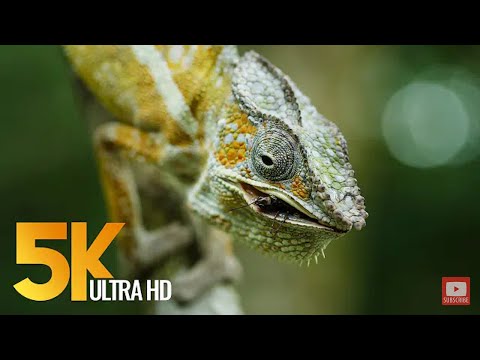 #Africanwildlife#60fps#4khdr best 4k video|african wildlife