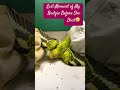 Last Moment Of My Budgie Before She Died RIP Youtubeshorts Youtube Shorts Short Rip