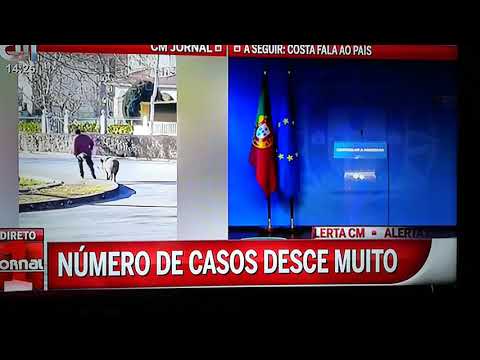 Passeia Javali de trela para poder fugir ao confinamento.