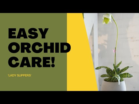 Lady Slipper Care Guide
