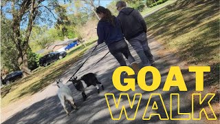 GOAT TRAINING | Training the goats to walk on a leash like a dog