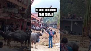 Download lagu MA'TINGGORO TEDONG/Cara s3mb3lih kerb4u adat Toraja #kerbau mp3 Download lagu MA'TINGGORO TEDONG/Cara s3mb3lih kerb4u adat Toraja #kerbau mp3
