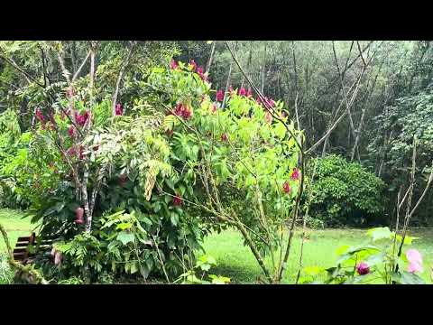 Finca Turistica en zona rural en lejanias Meta contacto 3144038773 