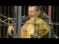 I Leoni Di Thomas Ringel Al Cirkus CirKus Festival 2011
