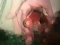 The World S Tamest Goldfish