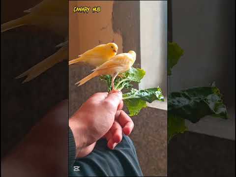 The ultimate canary singing video from a legend - Powerful training song