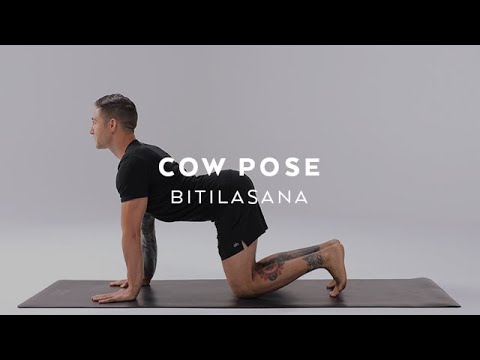 How to do Cow Pose | Bitilasana Tutorial with Dylan Werner
