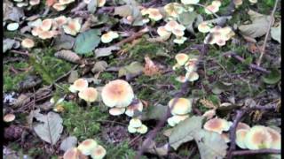 preview picture of video '2013 Estacada Festival of Fungus'