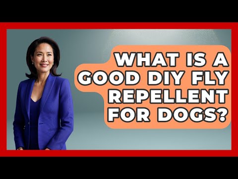 What Is A Good DIY Fly Repellent For Dogs? - Insects and Invaders