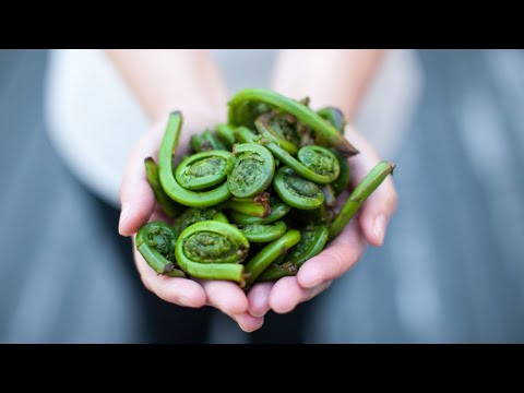 What Are Fiddleheads? A Delicious Delicacy or Deadly Poison?