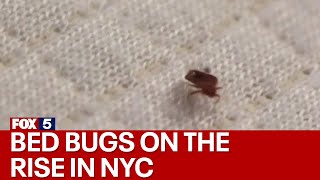 Bed bugs on the rise in New York City