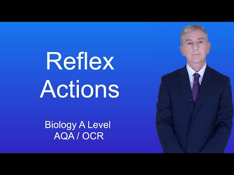 A Level Biology Revision (Year 13) "Reflex Actions"