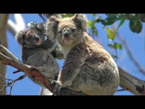 @ionbogdanstefanescu  Gabriel Malancioiu - ThunderBach